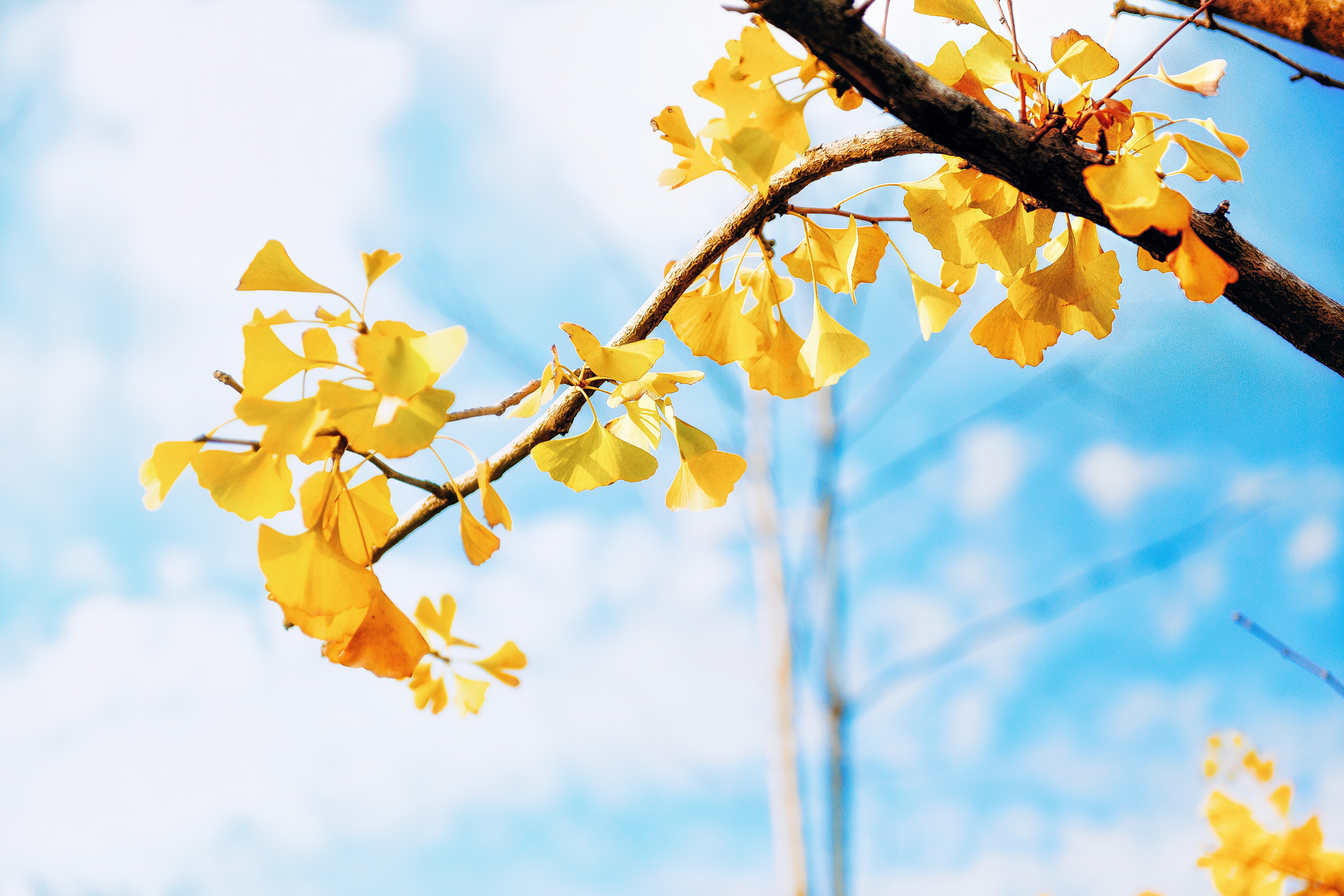 It's an image that can be resize yellow image